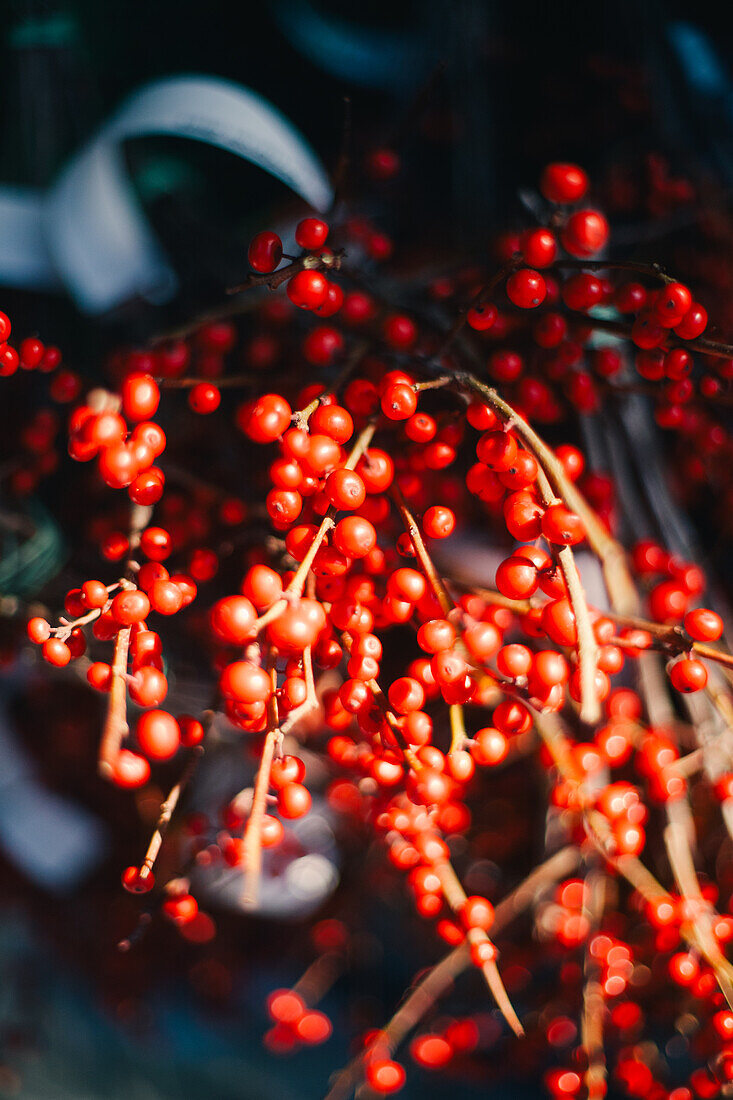  Niederlande, Weihnachtsblumen, Dekoration 