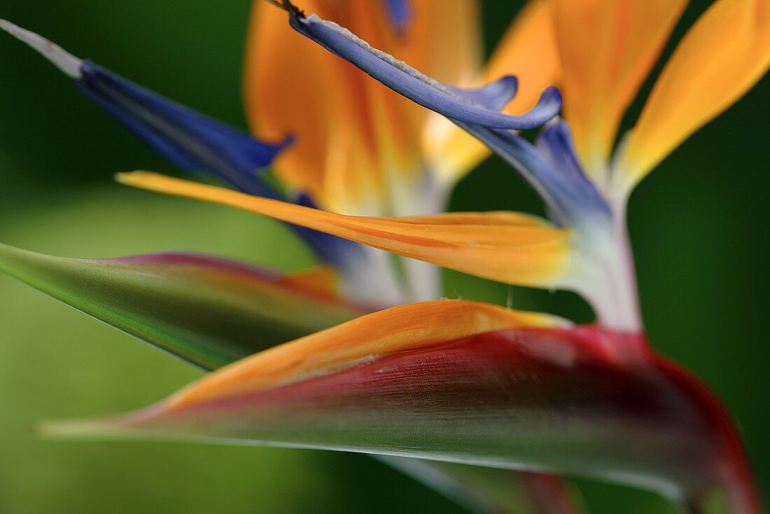 A bird of paradise flower