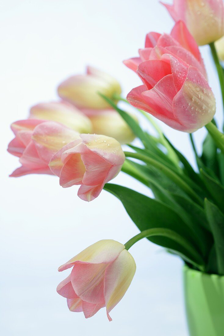 Bunch of pink tulips