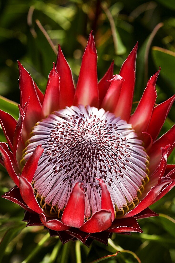 A red king protea