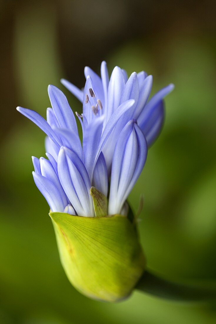 A blue agapanthus flower