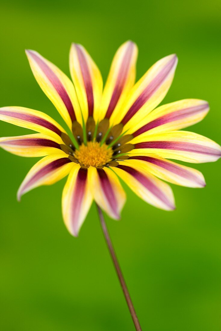 A gazania flower against a green background