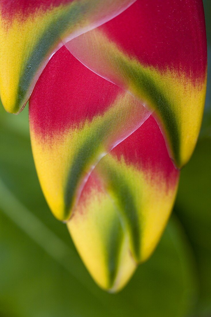 A heliconia flower