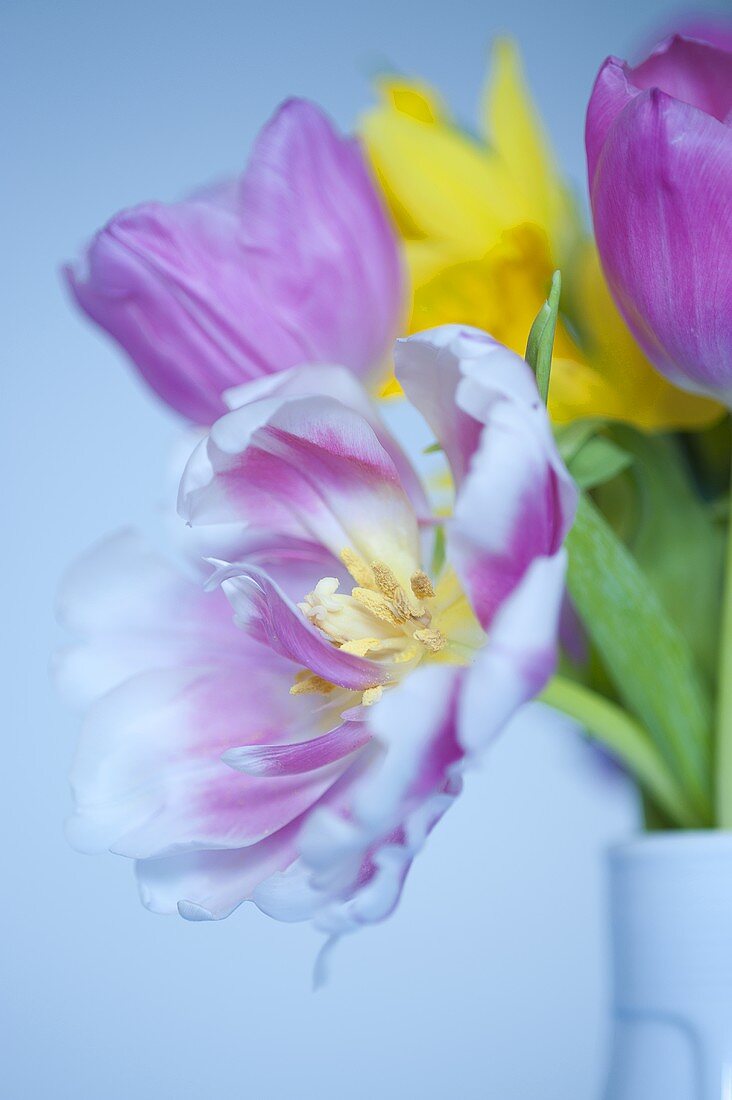 A small bunch of tulips and daffodils