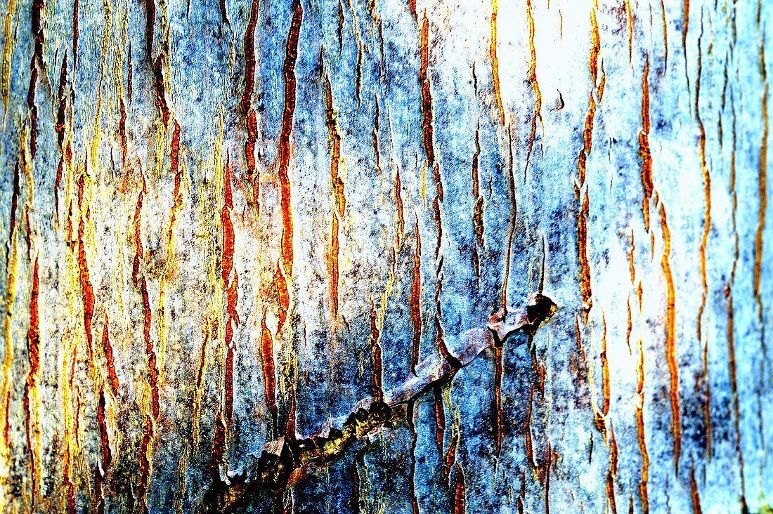 An abstract coloured piece of bark