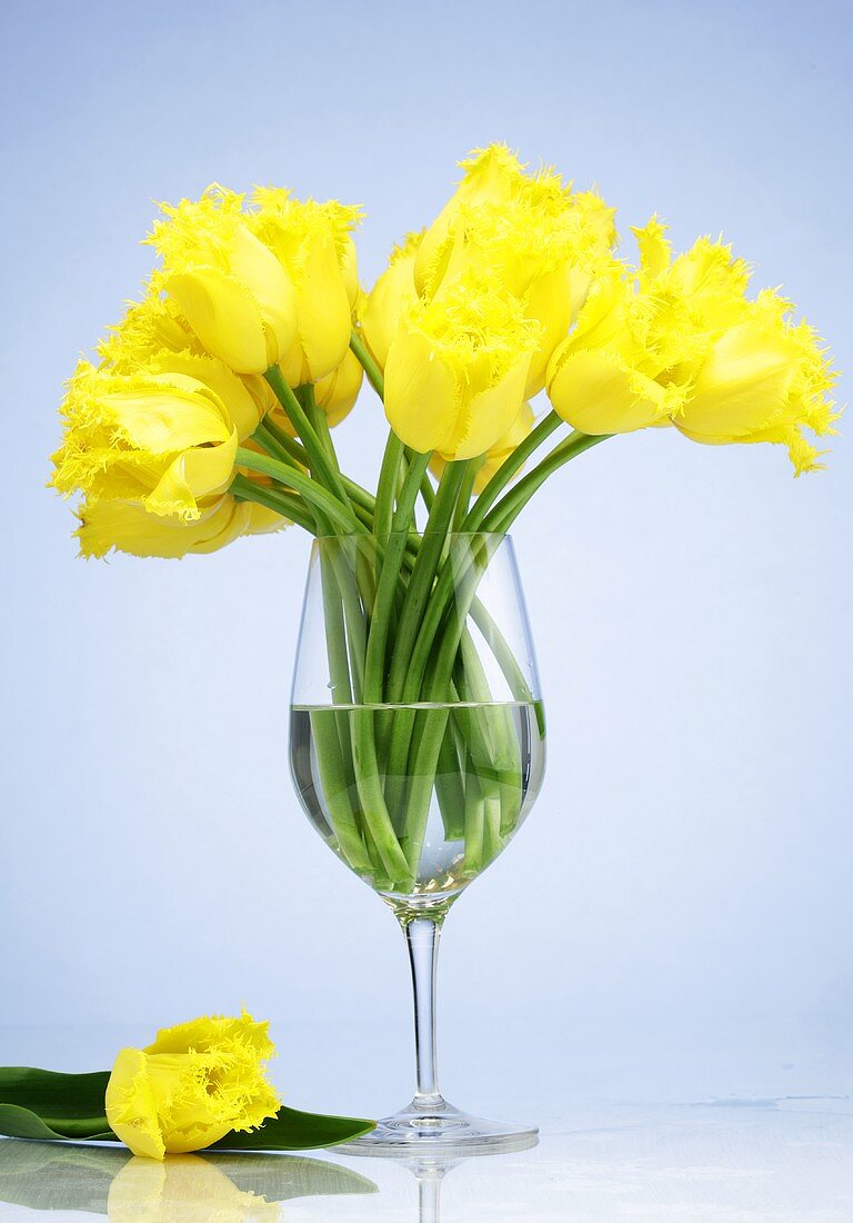 A bunch of yellow tulips in a stemmed glass