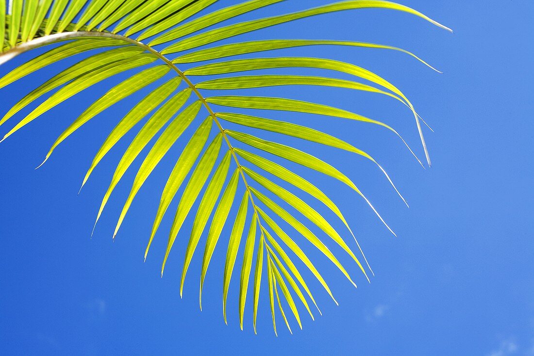 A palm frond against a blue background