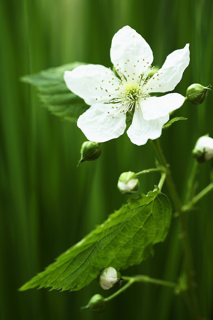 weiße Brombeerblüte