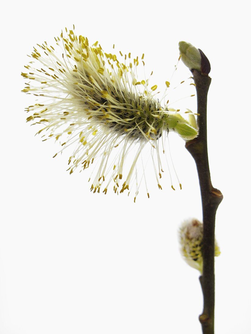 A flowering catkin