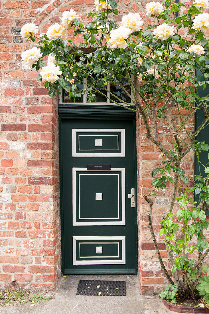  House entrance decorated with climbing rose 