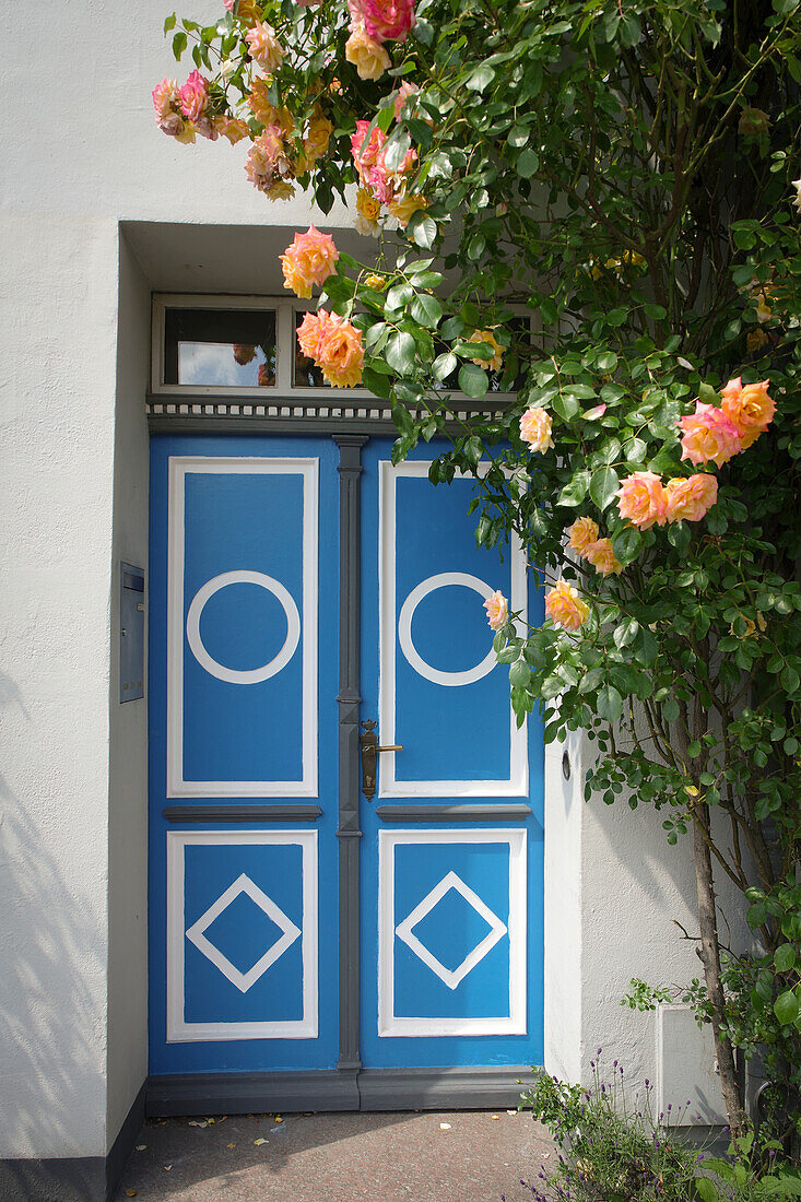  House entrance with salmon-colored climbing rose and blue decorative door 