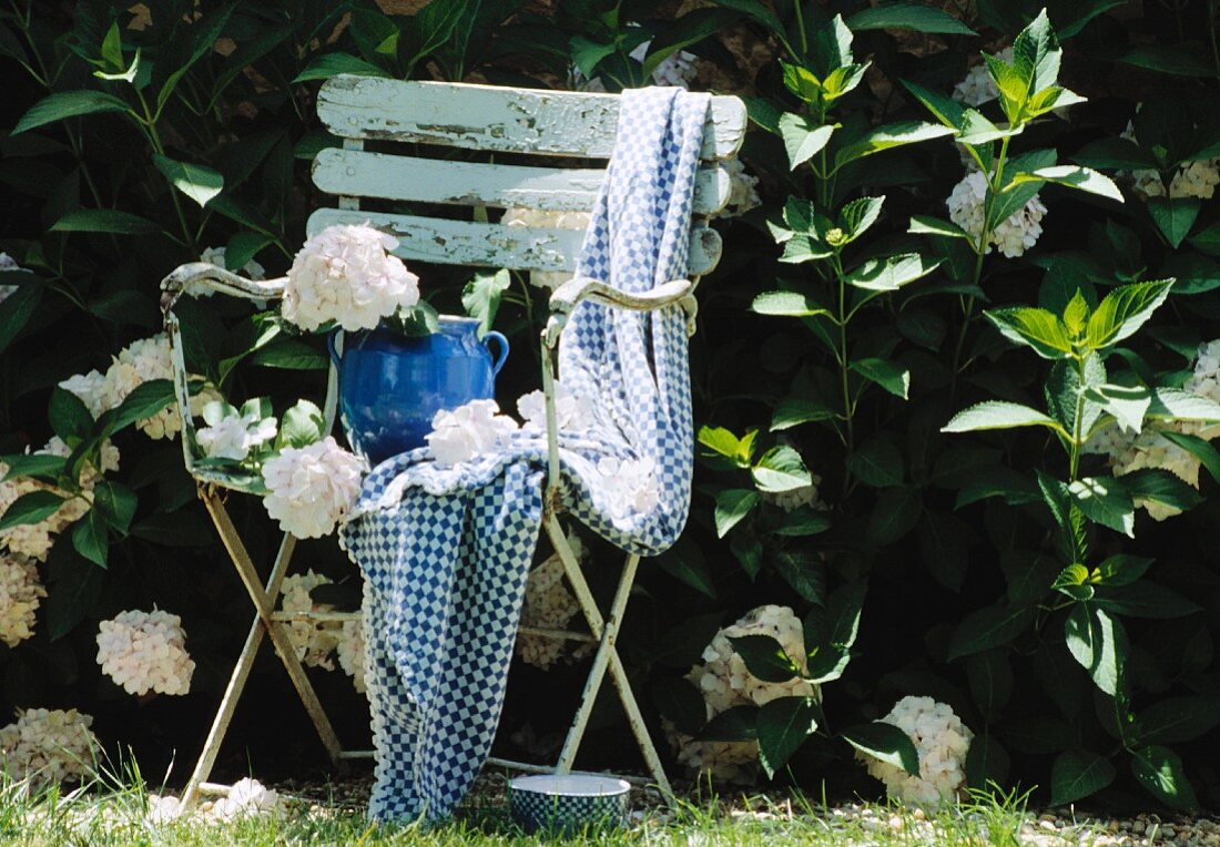 Blauweiss kariertes Tuch und blauer Keramiktopf auf altem Gartenstuhl vor weiss blühendem Hortensienbusch