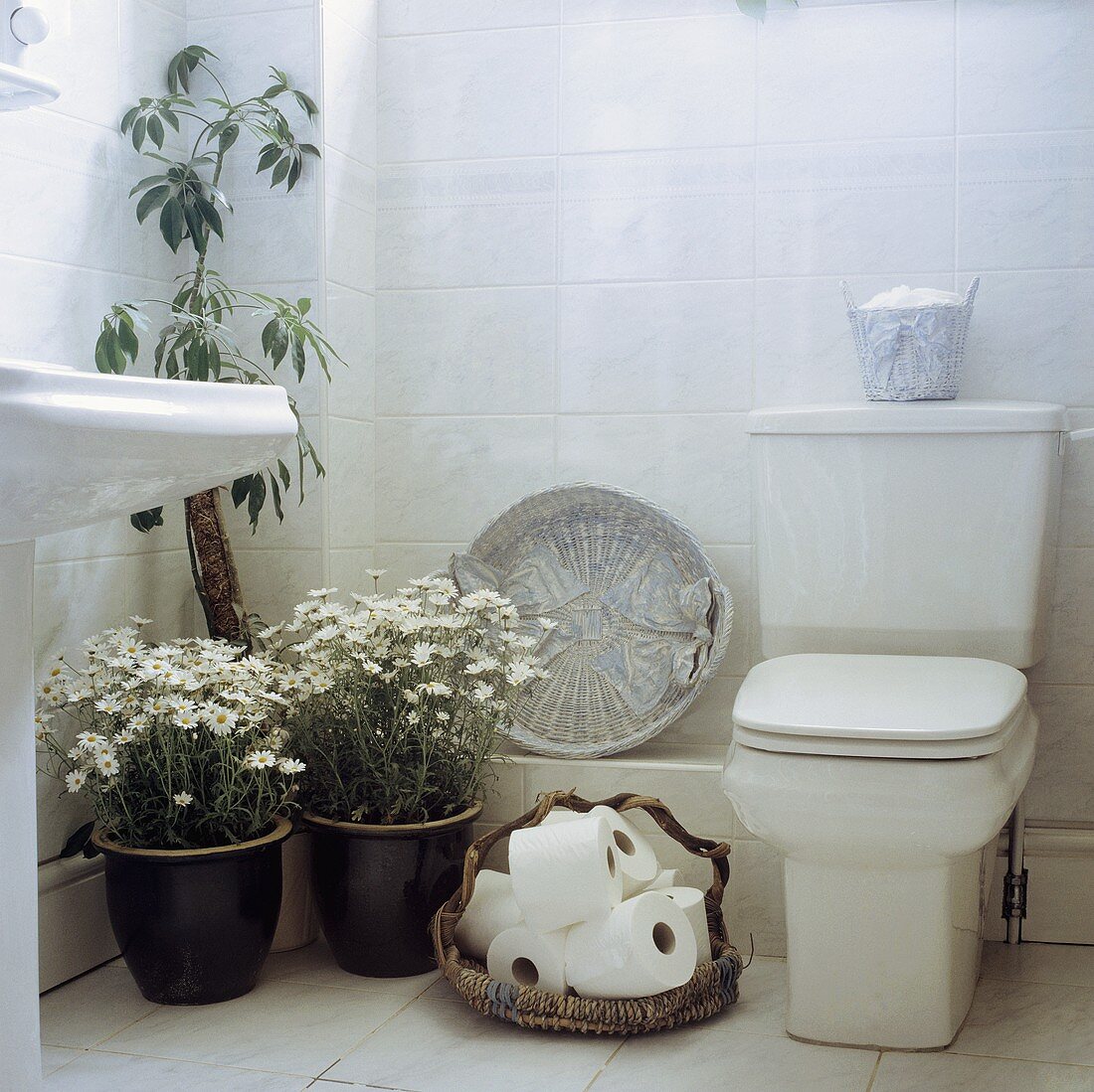 weiße Gänseblümchen in glasierten Töpfen und Korb mit Toilettenpapierrollen in modernem weißem Badezimmer