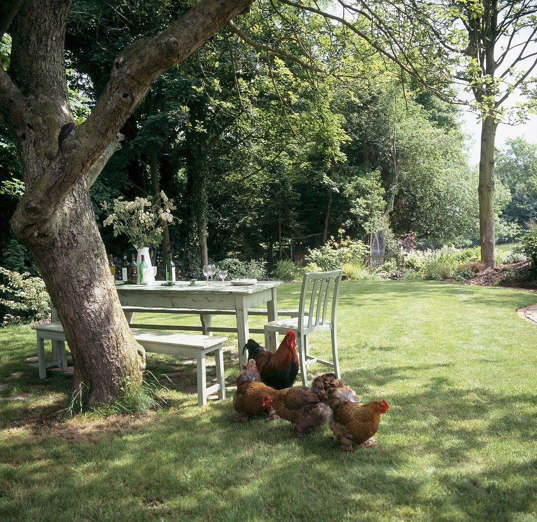 Gartentisch mit Bank unter Baum und Hühnern auf Wiese