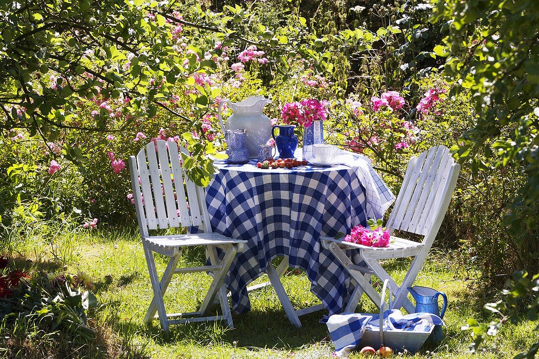 Blau weiß karierte Tischdecke auf Tisch und Gartenstühle vor blühendem Rosenbusch