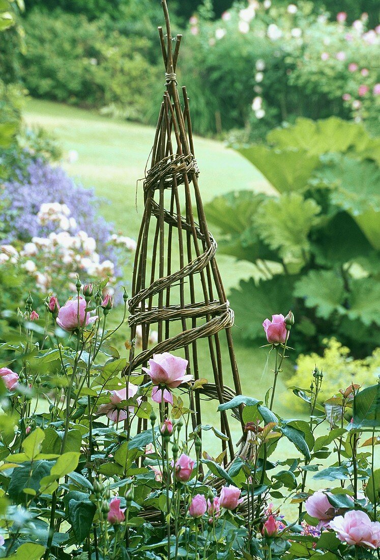 Willow Wigwam - zeltartiges Weidengeflecht und rosa Rosen im ländlichen Garten