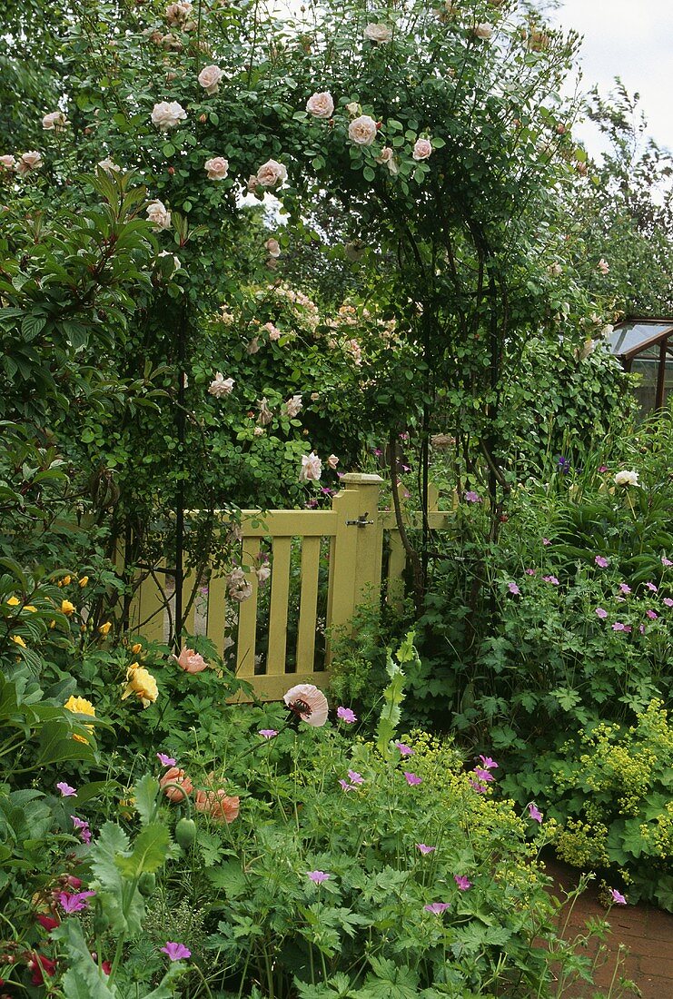 Gartentür aus Holz und blühende Rosen