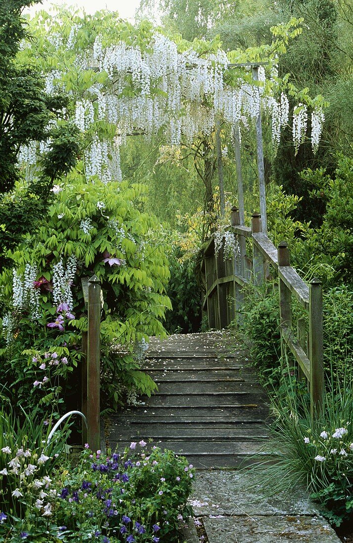 Holzbrücke im Garten mit weissen blühenden Glyzinien