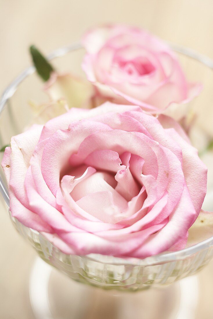 A pink rose in a glass bowl