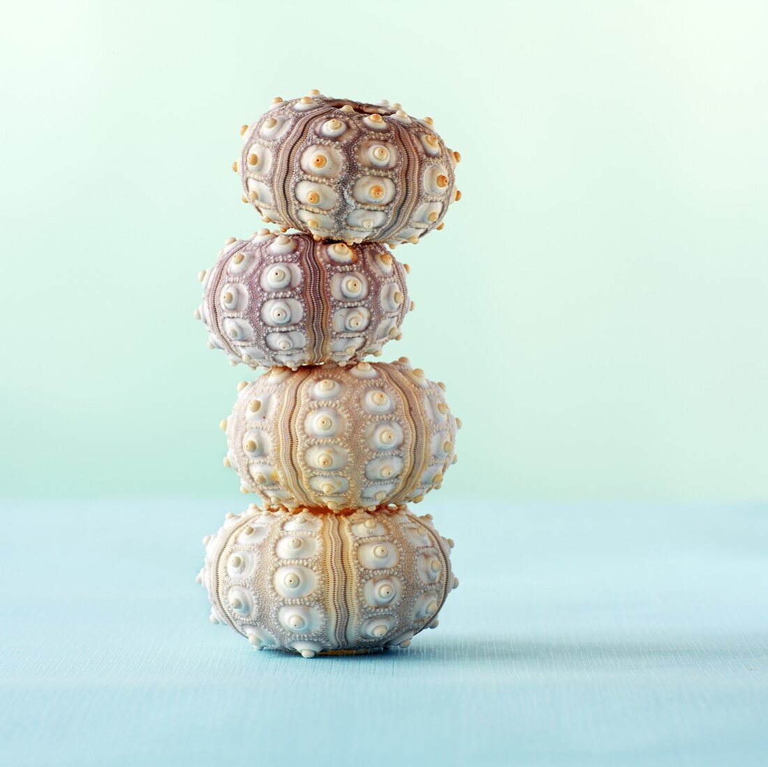 A stack of sea urchin shells