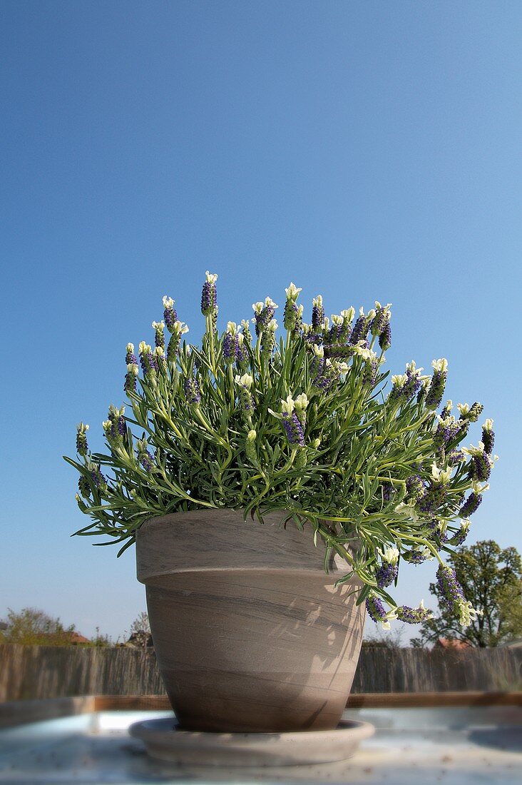 A pot of lavender