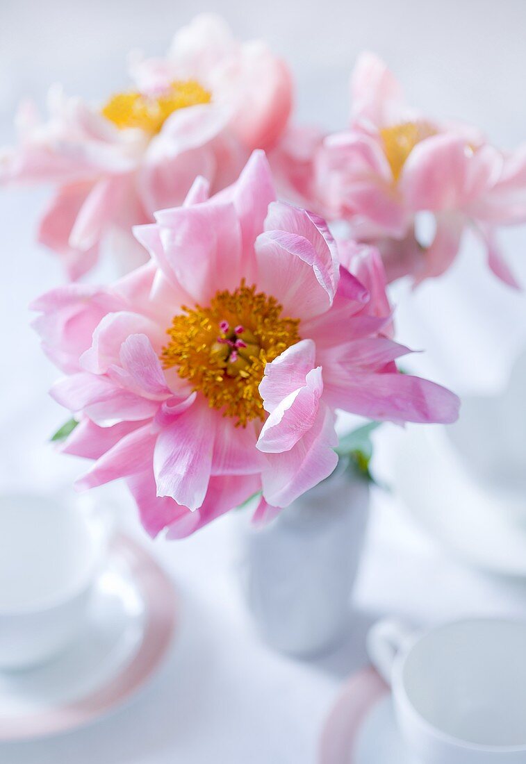 Pink peonies on a laid table (light-coloured surface)