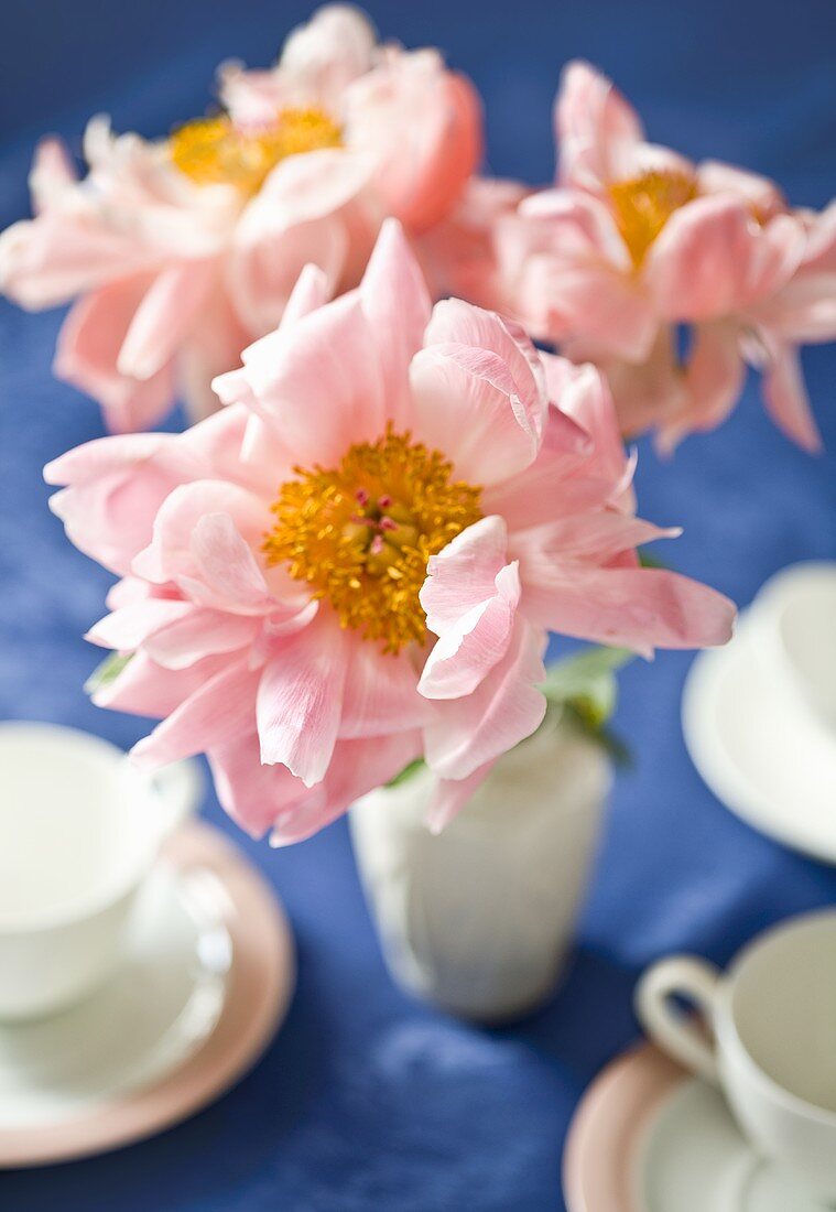 Pink peonies on a laid table (blue surface)