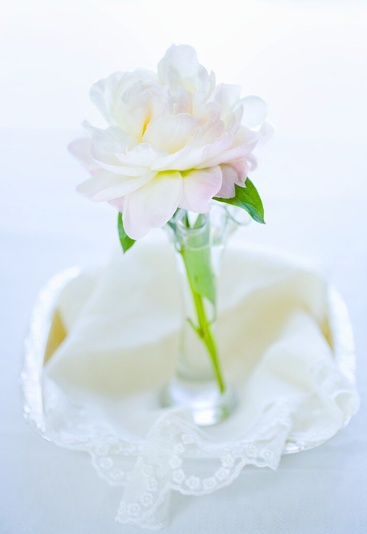 A peony in a vase on a lace cloth
