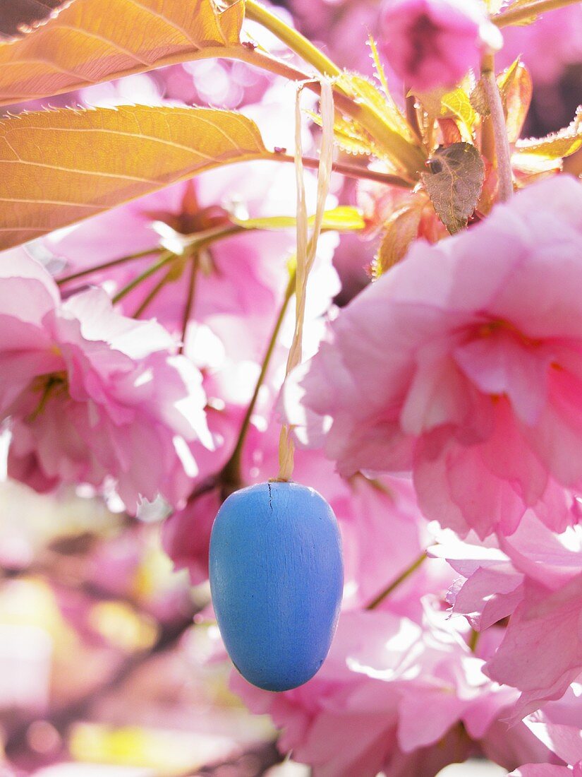 Mandelblüten mit blauem Osterei