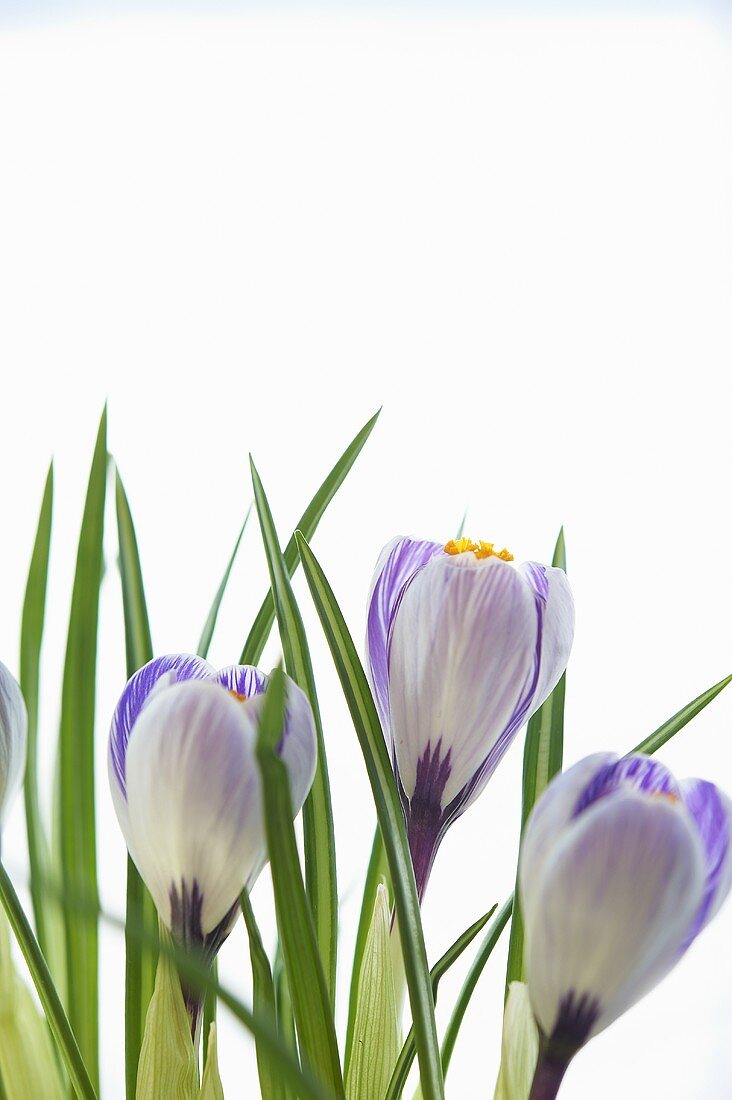 Spring Crocus Flowers; White Background