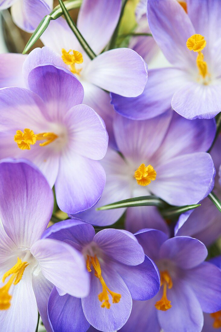 Spring Crocus Flowers; Close Up
