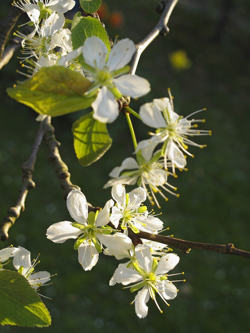 Pflaumenblüten am Zweig