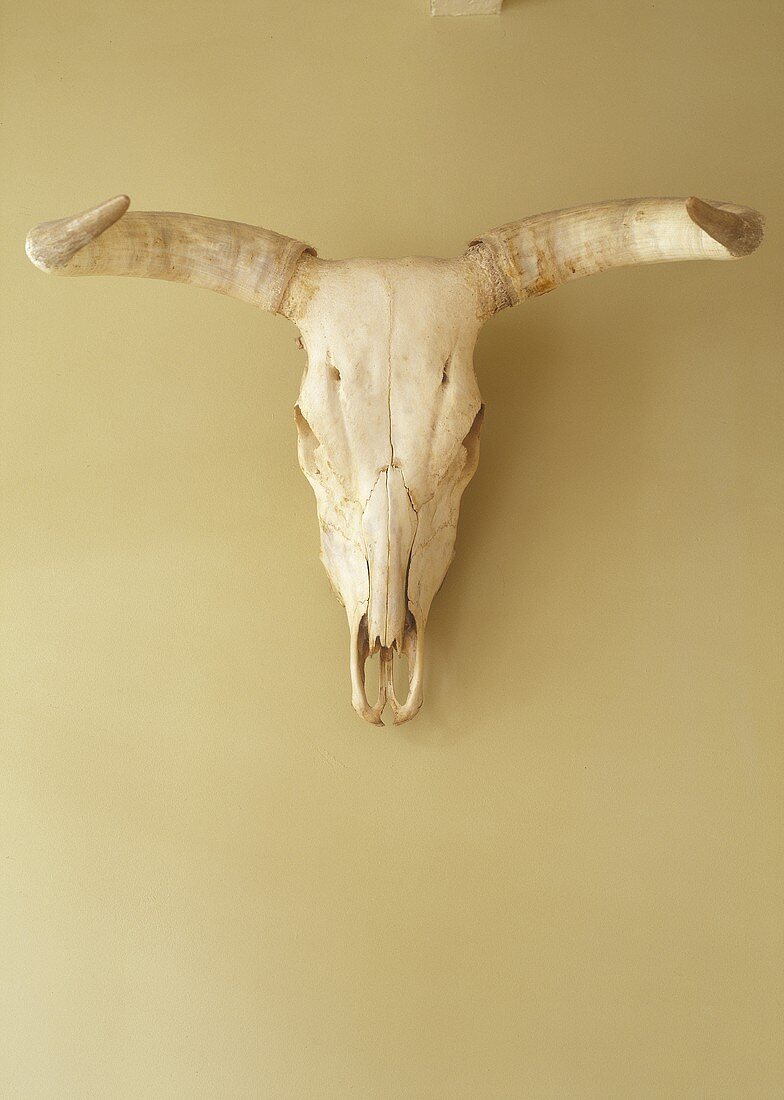 Ein Bison Schädel aus Südamerika