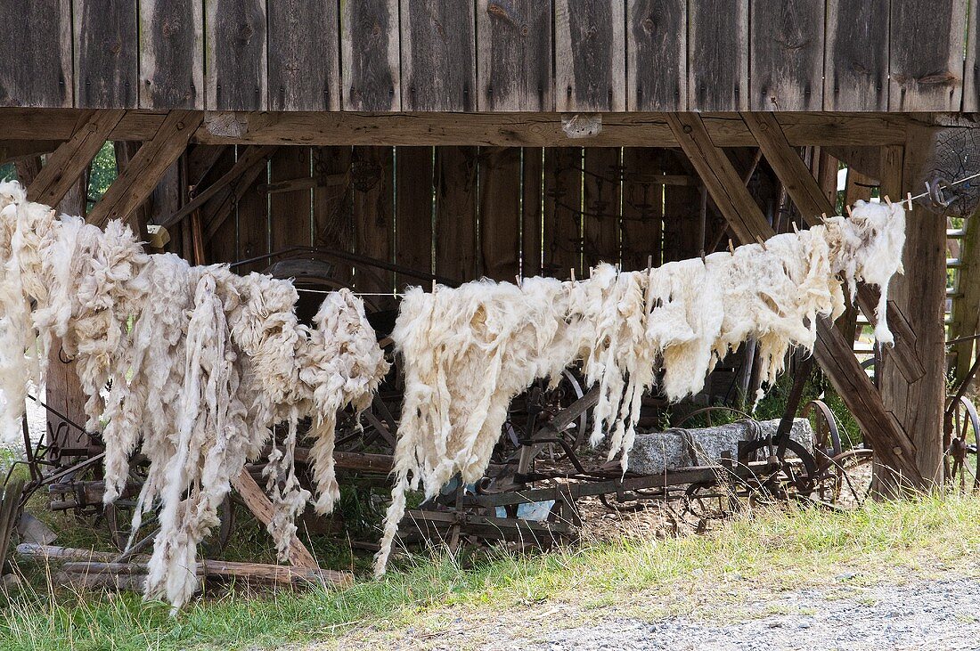 Schafwolle beim Trocknen auf der Leine