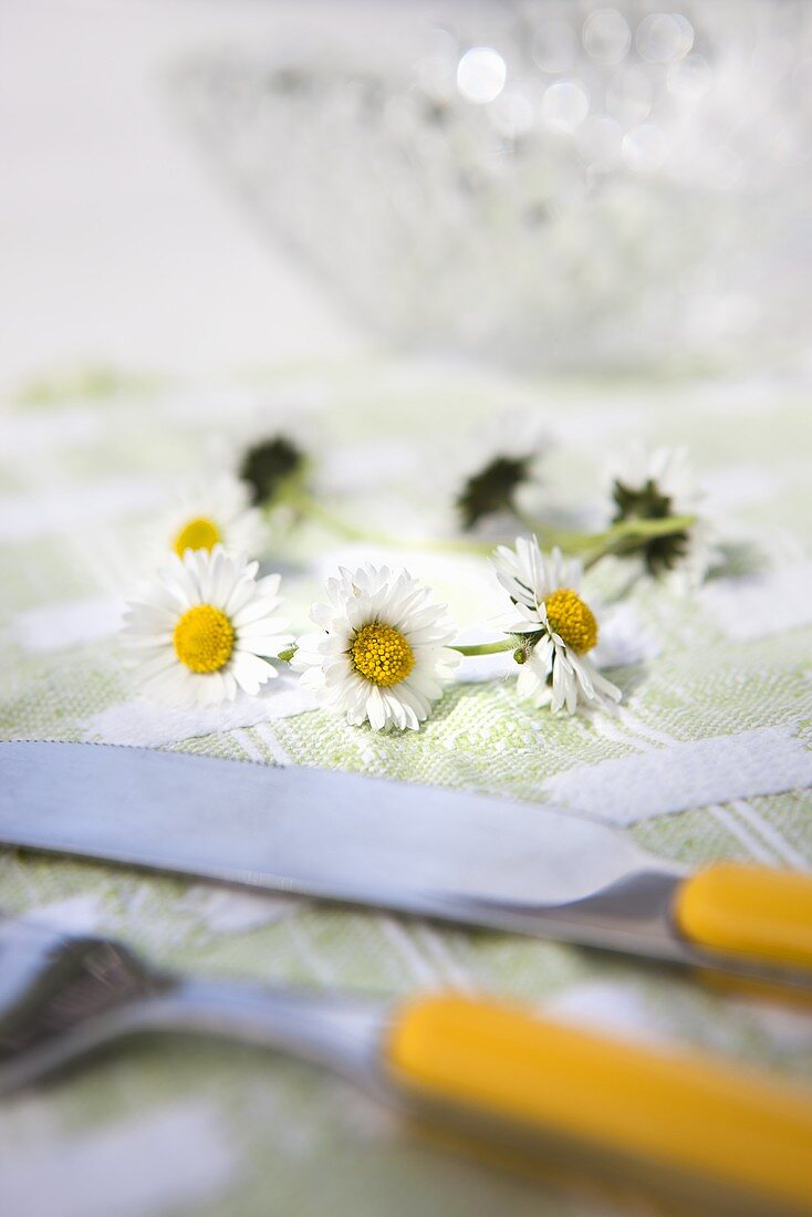 Kranz aus Gänseblümchenblüten auf Tisch liegend