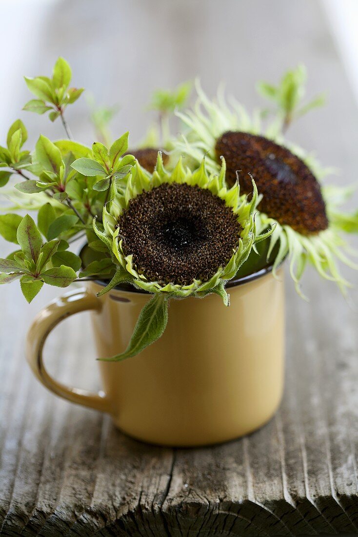Sonnenblumenfruchtstände in Kaffeebecher
