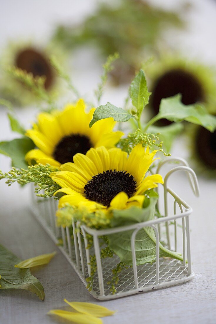 Sonnenblumenblüten & Solidago in Körbchen als Tischdeko