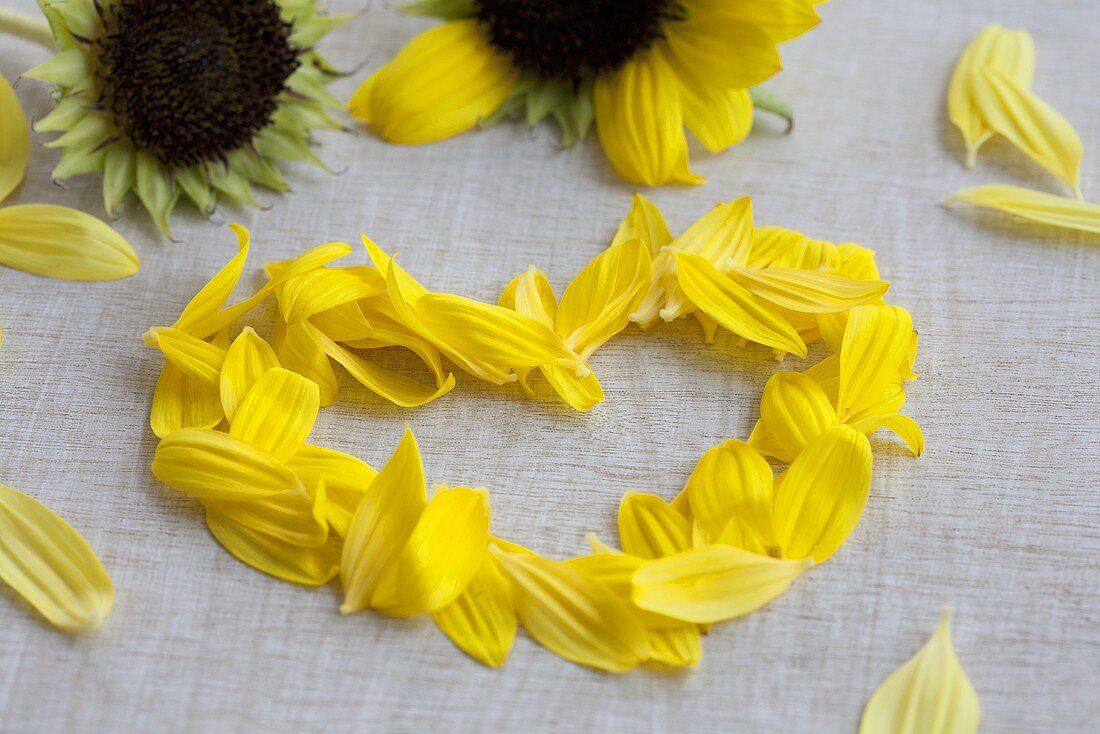 A heart of sunflower petals