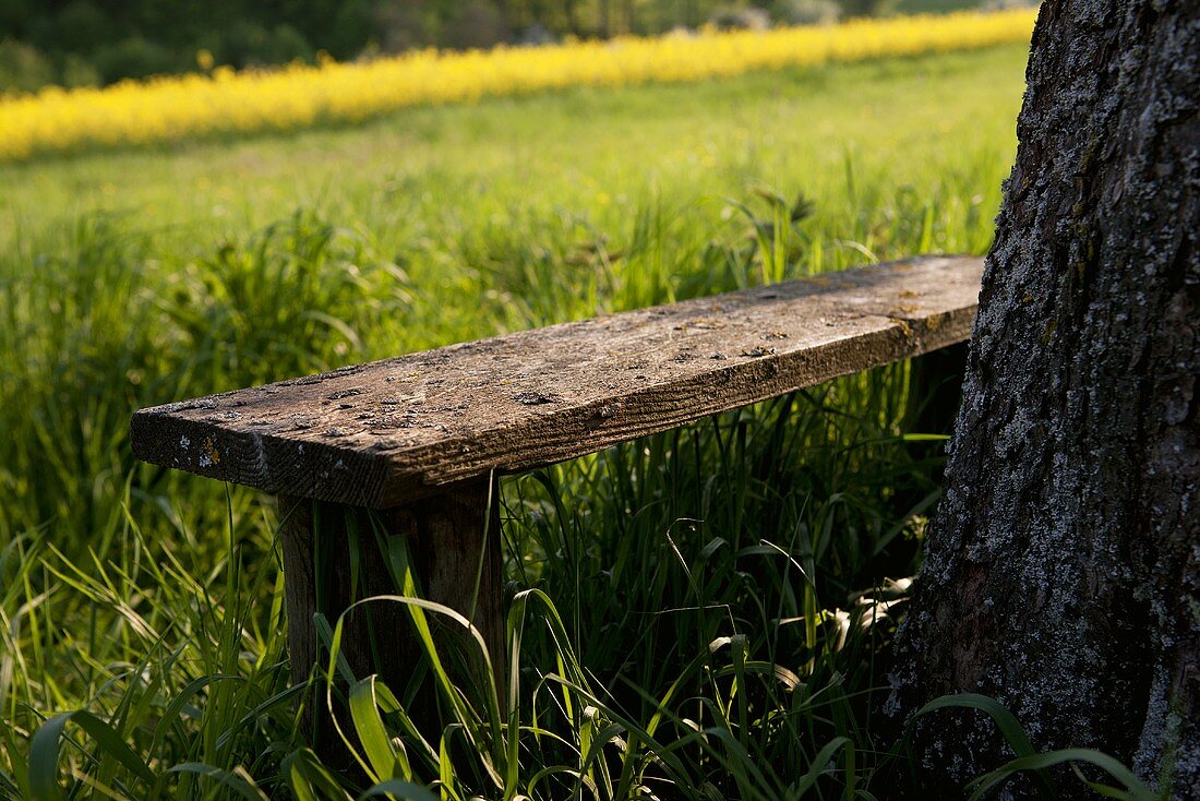 An old wooden bench under an apple tree at the edge of a rape field