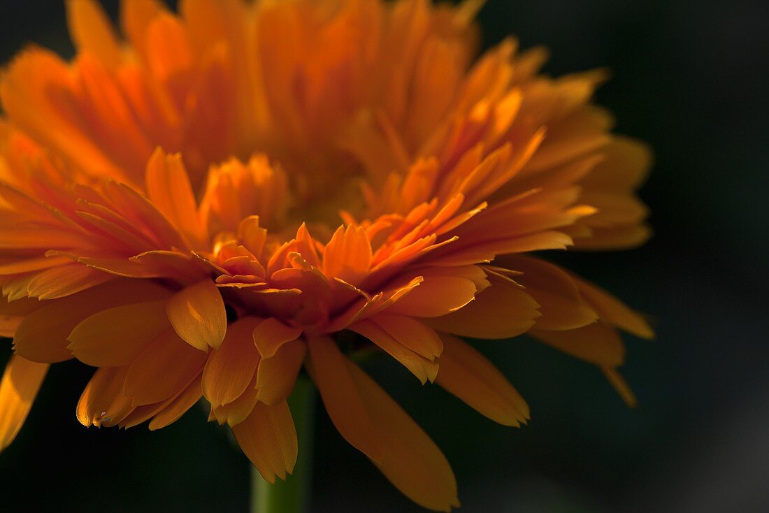 A marigold (close-up)