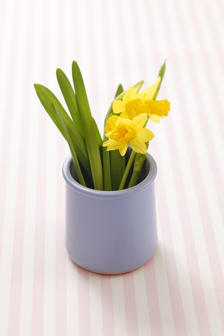 Yellow daffodils in a ceramic vase
