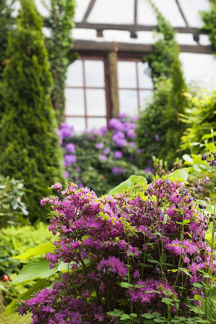 Garten mit Azalee und Rhododendron vor Fachwerkhaus