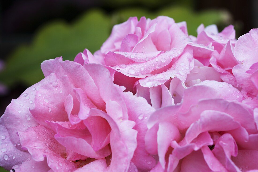 Rosa Rosenblüten mit Regentropfen