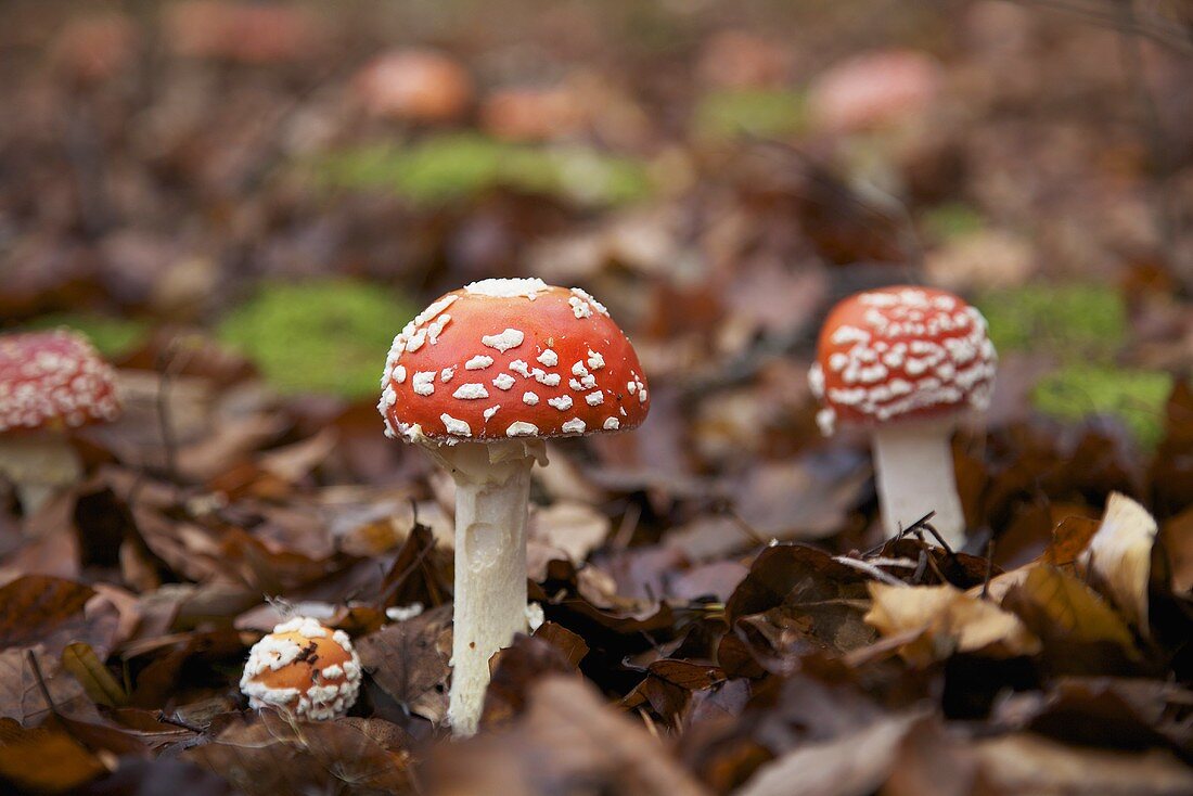 Fly agaric mushrooms on the floor of a mixed forest