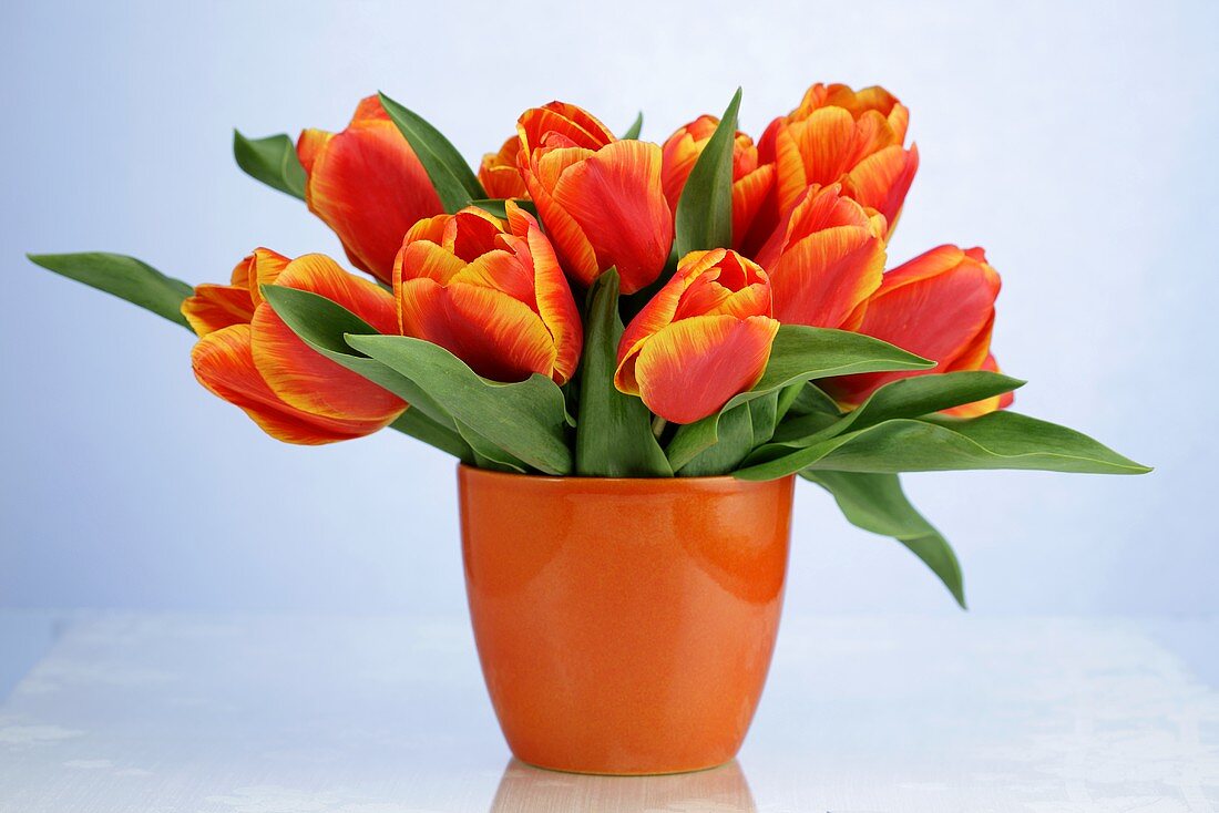 Tulips in a vase