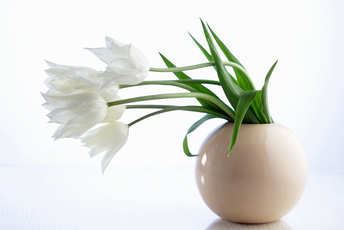 weiße Tulpen in Vase