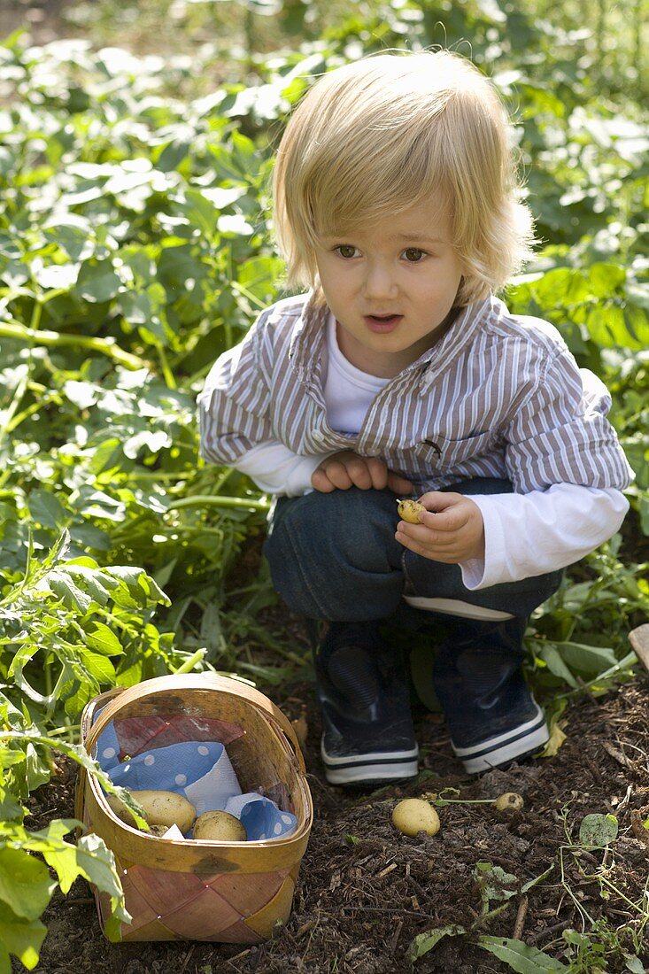 Small boy picking potatoes