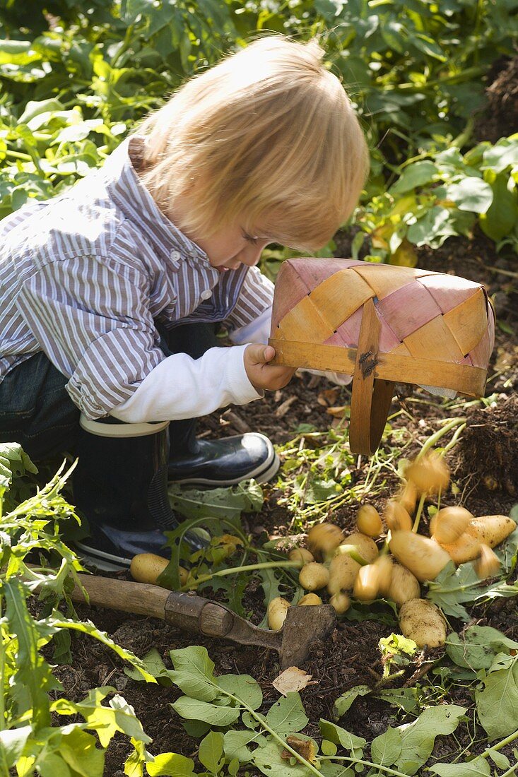 Kleiner Junge leert Körbchen mit Kartoffeln