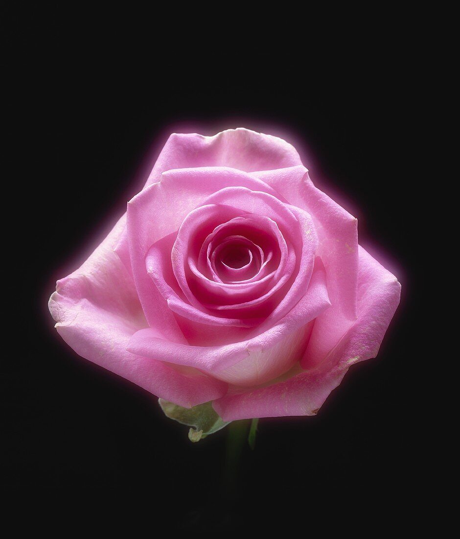 A full-blown pink rose against black background