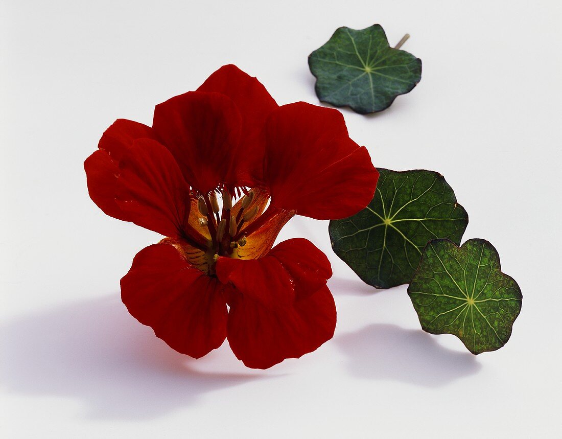 Kapuzinerkresse, Sorte Red Wonder (Tropaeolum majus), Blüte